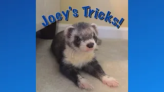 Joey the Trained Ferret's Tricks!