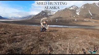 Alaska Caribou Shed Hunting : White Mountains and Brooks Range