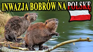 BÓBR - Wróg Czy Przyjaciel? Jak Podbił Polskę i Czym To Skutkuje?