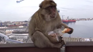 Gibraltar –Tărâmul macacilor * Gibraltar - The land of the macaques