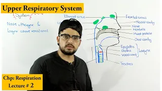 Nose, Pharynx and larynx | Anatomy and Physiology|