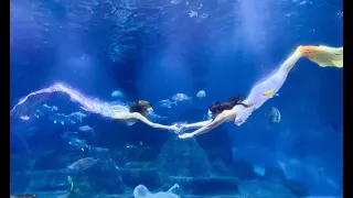 🐬各位 觀眾！遠雄海洋公園 直播online 開始 la！📍 【美人魚勇闖大洋池】美人魚闖入大洋池，與魚群們優游共舞🧜‍