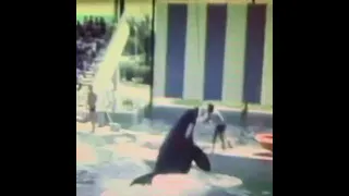 Hugo and Lolita at Miami seaquarium in 1977