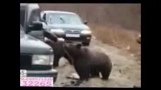 смешные и веселые Русские медведи   + Russian bears