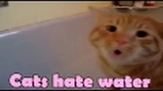 FUNNY CATS IN WATER COMPILATION 2017 / BATHE HATE CAT FAIL