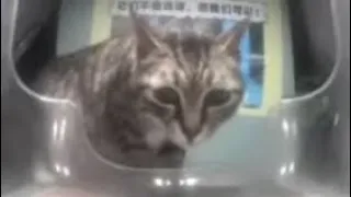 Cat just doesn't know what to do anymore