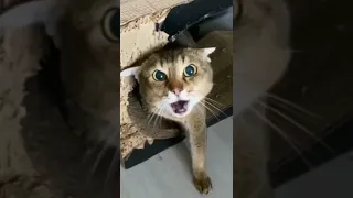 Angry Cat