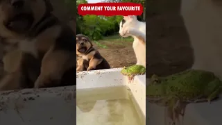 Funny Cats and Dogs Shorts Video compilation 😂😂😂 Try not to Laugh Caught on Camera Cat Memes Ep 192