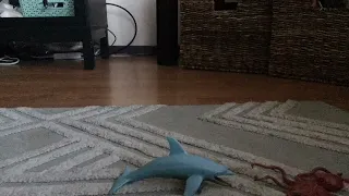 Dolphin 🐬 vs Octopus 🐙