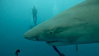 Massive Sharks at Gung-Ho Diver’s