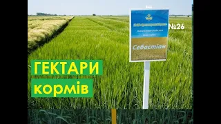 Наши гектара под корм для свиней. Спокойная Хайпер ЛИБРА, и стабильная Ф1. СІМ'Я В СЕЛІ.