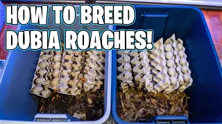 HOW TO BREED DUBIA ROACHES!