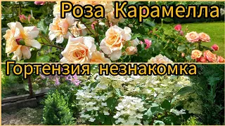 Роза Карамелла и Жан Кокто после дождя.Моя горе-роза.Самарская Лидия малышка.