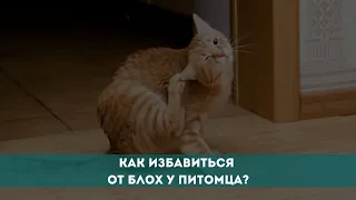 Как избавиться от блох у питомца?