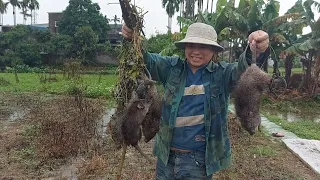 Săn lùng đàn chuột cống nhum khủng nhất miền bắc /tt20