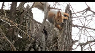 Белка строит гнездо в дупле / A squirrel builds a nest in a hollow tree