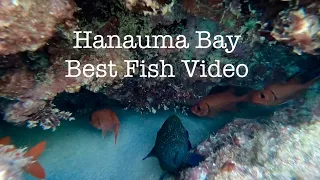 Hanauma Bay Snorkeling: THE BEST FISH VIDEO...NO TALKING...JUST FISH.