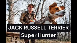 Uncovering the Mysteries of the Jack Russell Terrier: The Untapped Hunting Legend