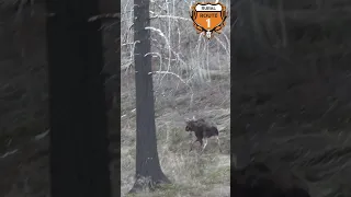 Moose Encounter |  rr1hunt