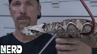 Why I don't Free Handle Venomous Snakes..ANYMORE -