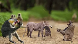 Lion Kills Baboons Family For Revenge | Baby Baboon In The Lion's Mouth