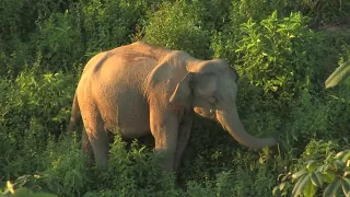 Finding Ways Conexistence between people and elephants