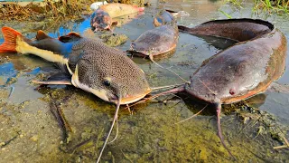 Catch giant catfish in a hole, tiger fish, snakehead fish, ornamental fish, koi fish, lobsters