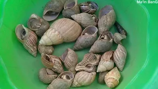 wow..😱 menemukan kelomang besar, mencari dan menemukan kelomang, Umang-Umang kecil, hermit crab