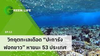 EP.13 วิกฤตทะเลเดือด "ปะการังฟอกขาว" หายนะ 53 ประเทศ | Green Life
