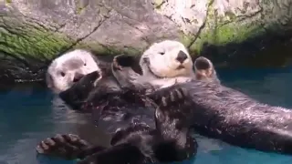 TIL Sea otters hold hands to stop drifting apart and losing each other while sleeping in the water