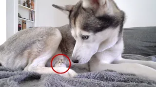 Husky and Hamster Are Best friends!