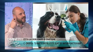 pet-stuff.ro | Spital Veterinar | Otita la câini: cauze și simptome