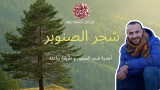 أهمية شجر الصنوبر و طريقة زراعته