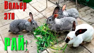Вольер - это рай для кроликов