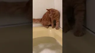 Cat Walking on the Edge of Bathtub Slips and Falls Into the Water