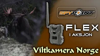 VILTKAMERA I AKSJON | Spypoint FLEX 4G