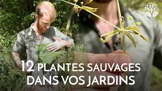 12 plantes sauvages dans vos jardins