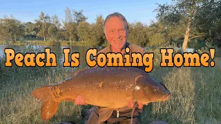 Peach Is Coming Home! Carp Clips & Paste Wraps