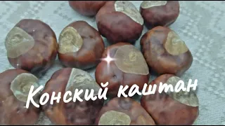 Конский каштан. Целебная настойка на водке или самогоне. Рецепты народной медицины.