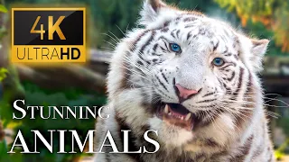 Stunning Animals in 4K - Animals Around The World With Real Nature Sounds