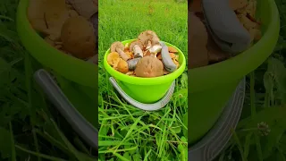 🌳По грибы в Подмосковье 12 июля 2023 г.🌳 Можайский треугольник🍄🍄🍄