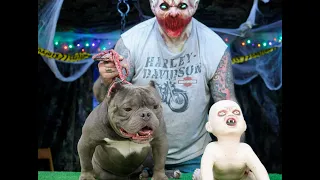 BULLY TALK WIITH ZEB PITS: SPOOK A BULL HOSTED BY DANNY CERVANTES: AMERICAN BULLY/ EXOTICS FUN SHOW