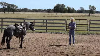 3 Tips To Help Your Horse When He Leans On The Lunge Line,