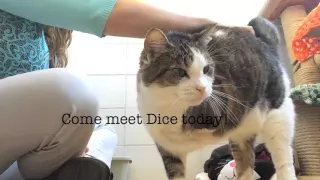 Dice, a three-legged kitty in need of a loving home!