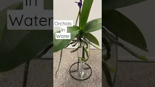 Grow an Orchids in water #plantcare #orchids #waterplants #hydroponics