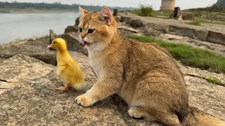 The kitten takes the duckling to see the big world outside, the cute kitten is the duckling's mother