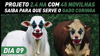 #DIA 9 - projetos 2.4ha. com 45 novilhas. Está sobrando capim, o que fazer?