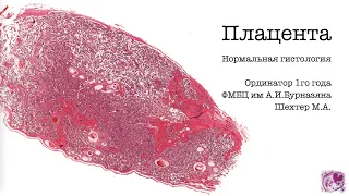 Плацента  Нормальная гистология