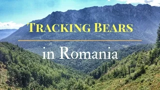 Tracking Bears in Romania