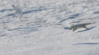 Arctic Fox and Snowy Owl: introduction